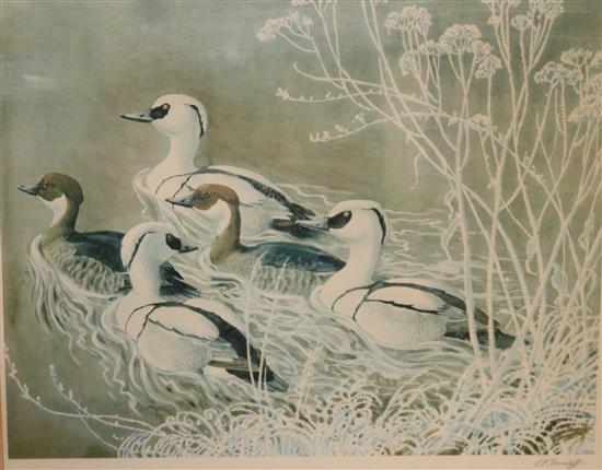 Charles Frederick Tunnicliffe Ducks on the water 16 x 20in.